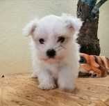 Bichon maltês cachorro