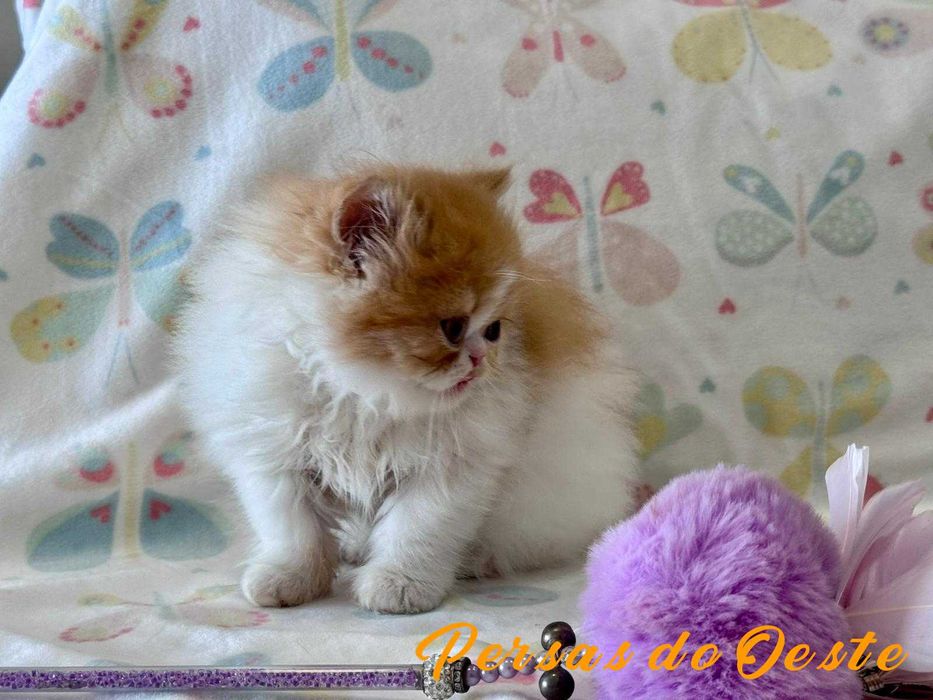 GATO PERSA Bicolor vermelho