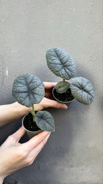 Alocasia Cuprea Red, Silver Dragon, Scalprum, Ninja, Amazonica Dwarf