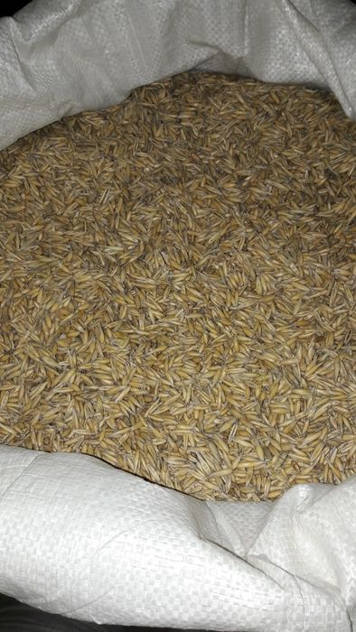 Sprzedam zboże: pszenica, pszenżyto, owies, 2025