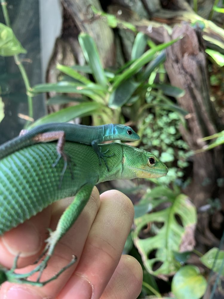 Gastropholis prasina