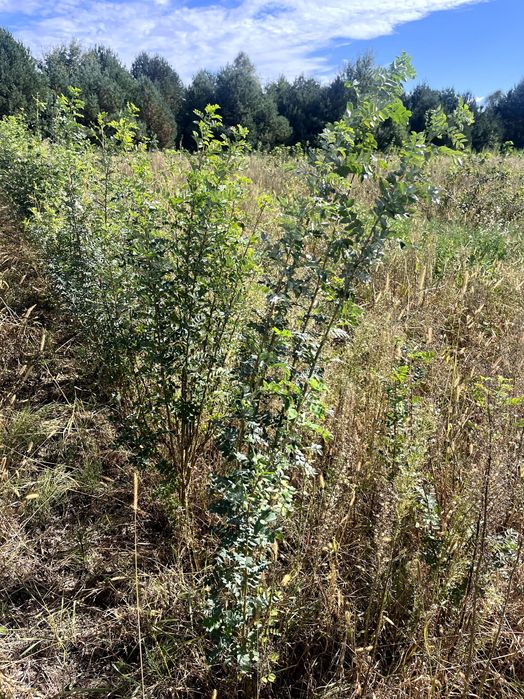 Karagana Syberyjska (Caragana arborescens) 150 cm