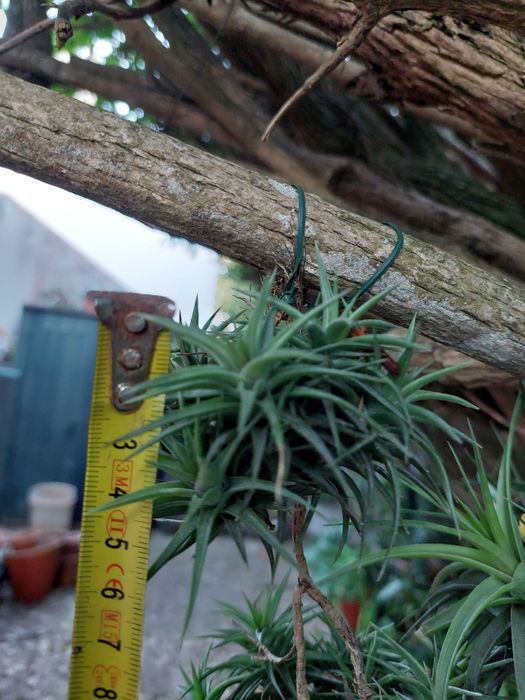 Tillandsia latifolia - Planta aérea