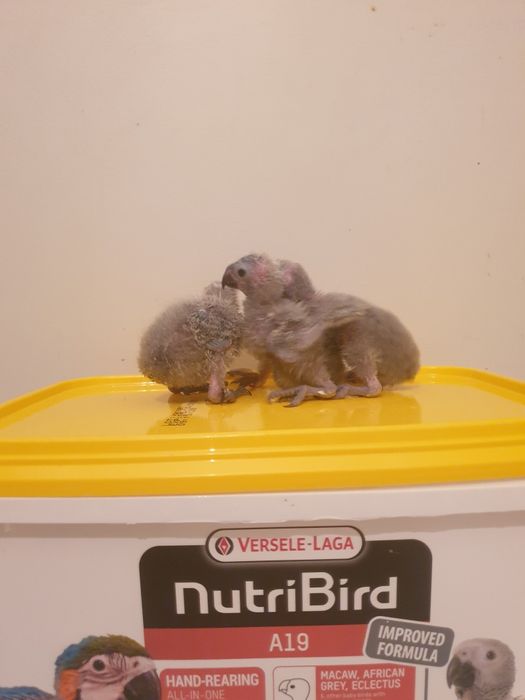 Loris molucano bebé