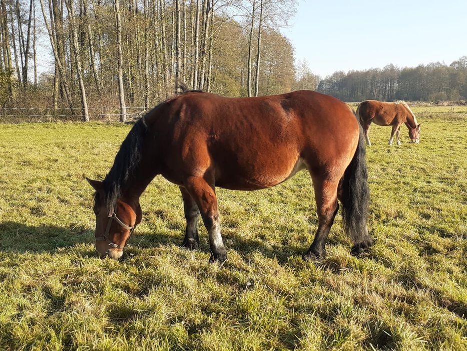 Klacz gniada zimnokrwista PKZ Polski Koń Zimnokrwisty źrebna