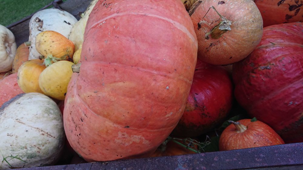 Sprzedam dynie bardzo dobrej jakości