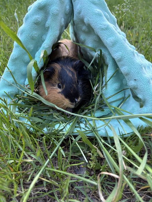 2 swinki morskie z klatką