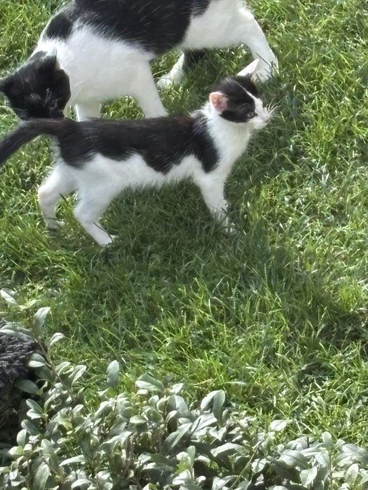 Kociak pilnie potrzebuje domu