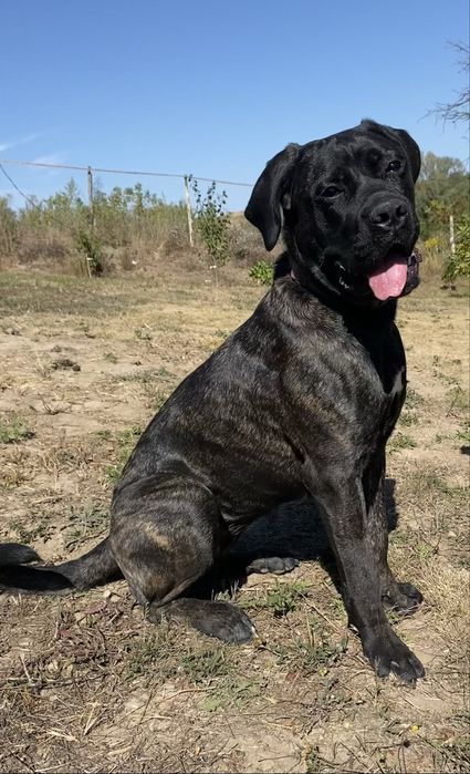 Кане Корсо , Cane corso italiano