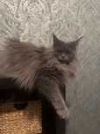 Kotka Epi Maine Coon szuka nowego domu .