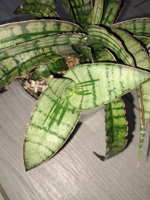 Рідкісні сансевієрії арбойо срібний і Bonsel Angel