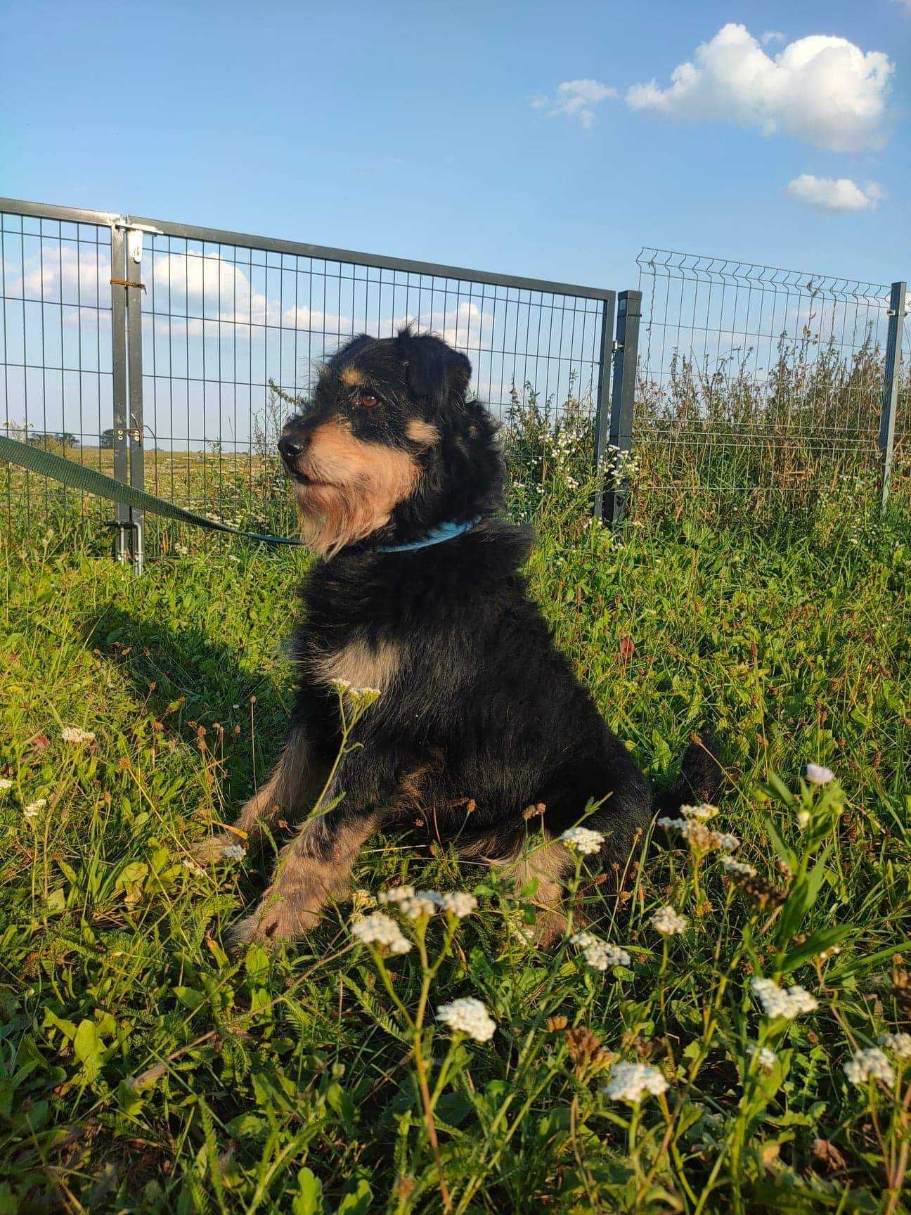 Piesek w średnim wieku do adopcji, spokojny, zrównoważony