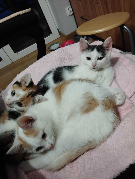 Ptyś biało rudy kocurek do adopcji