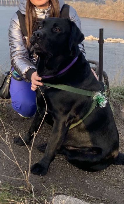 Мальчик-красавчик Лабрадор. Вязка