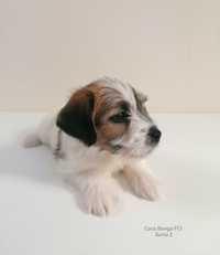 Jack Russell Terrier- szorstkowłosa  sunia z rodowodem FCI
