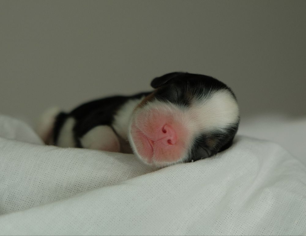 Wolna sunia Cavalier king charles spaniel FCI ZKwP