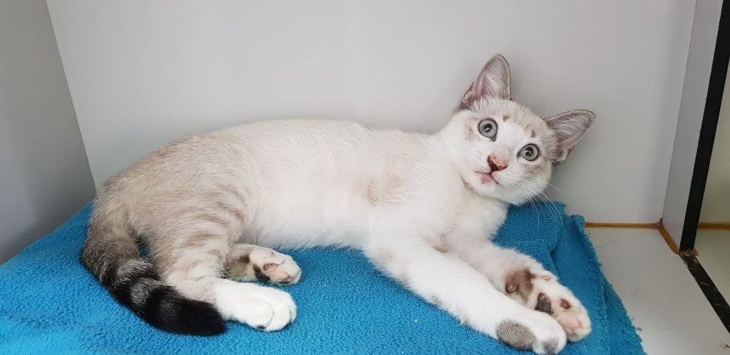 Gatinha bebé com 4 meses para adoção