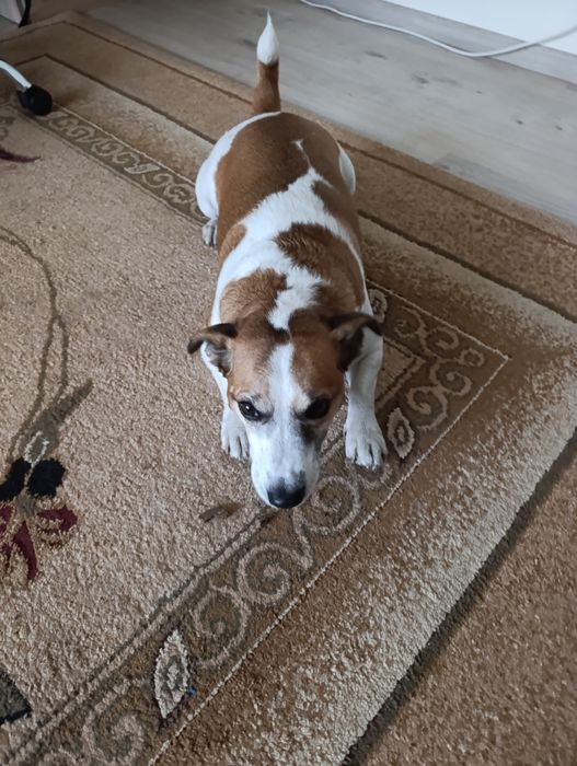 Продаю злу собаку