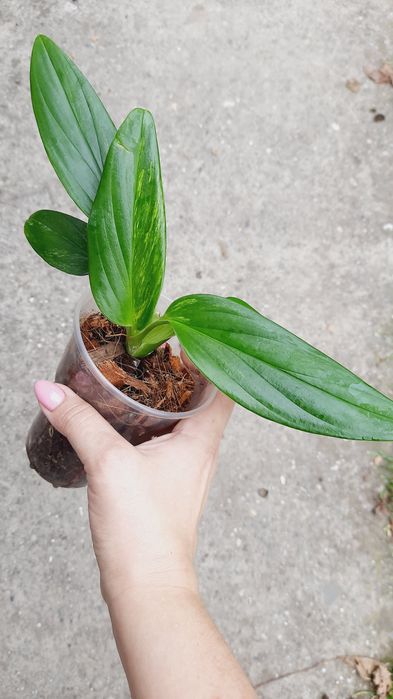 Monstera standleyana yellow variegata