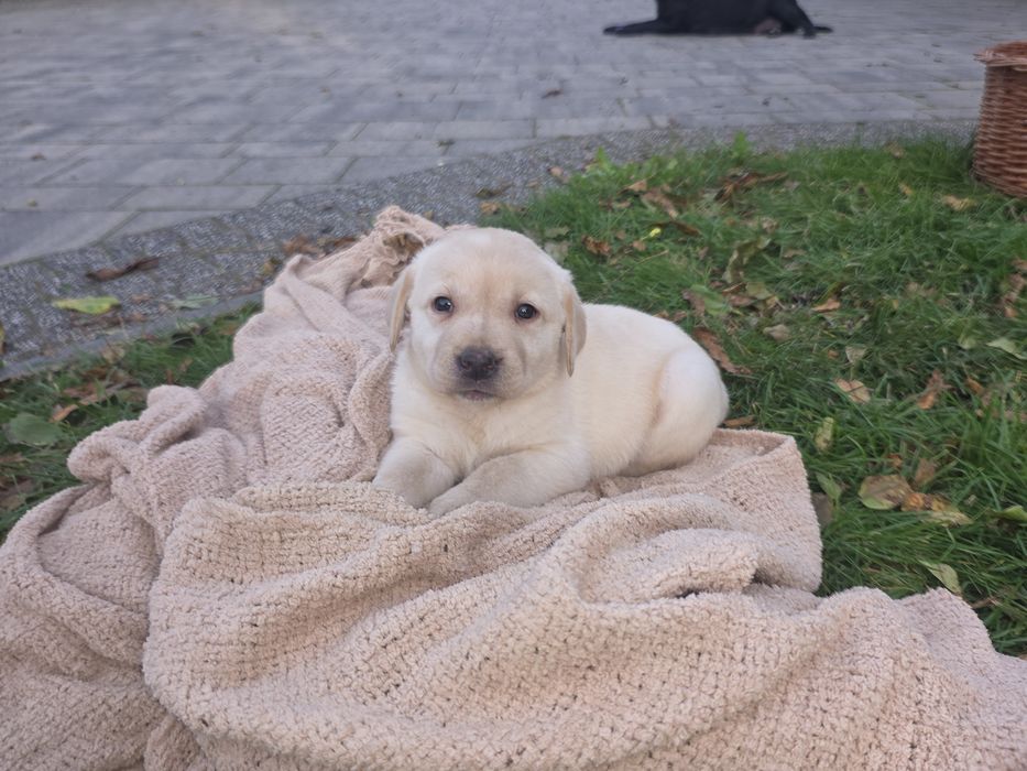 LABRADOR retriever szczeniak ZKwP FCI