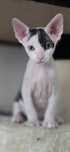 WCF Don Sphynx  kotek