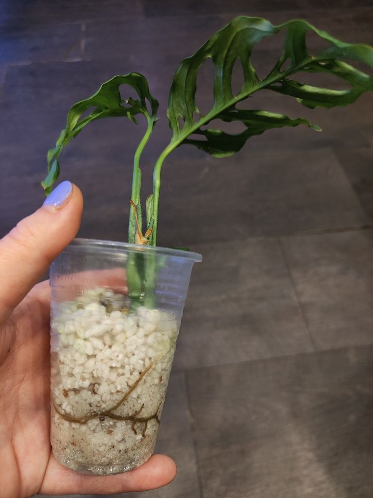 Monstera Obliqua "Peru" sadzonka ukorzeniona