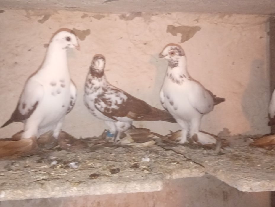 Widyny czarne i czerwone