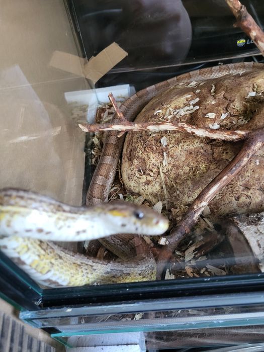 Wąż zbożowy ANERY