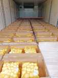 Ziemniaki obrane gotowane vacum farszu pierogow obierane catering