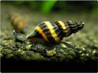 Caracol ‘Helenas’ para Aquário - criação própria -pack 5 uni. ou 10uni