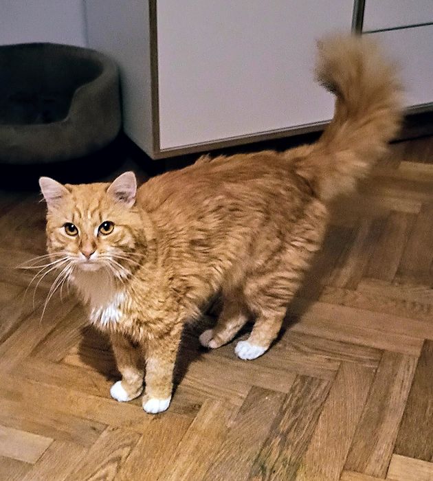 Rudy sympatyczny kocurek