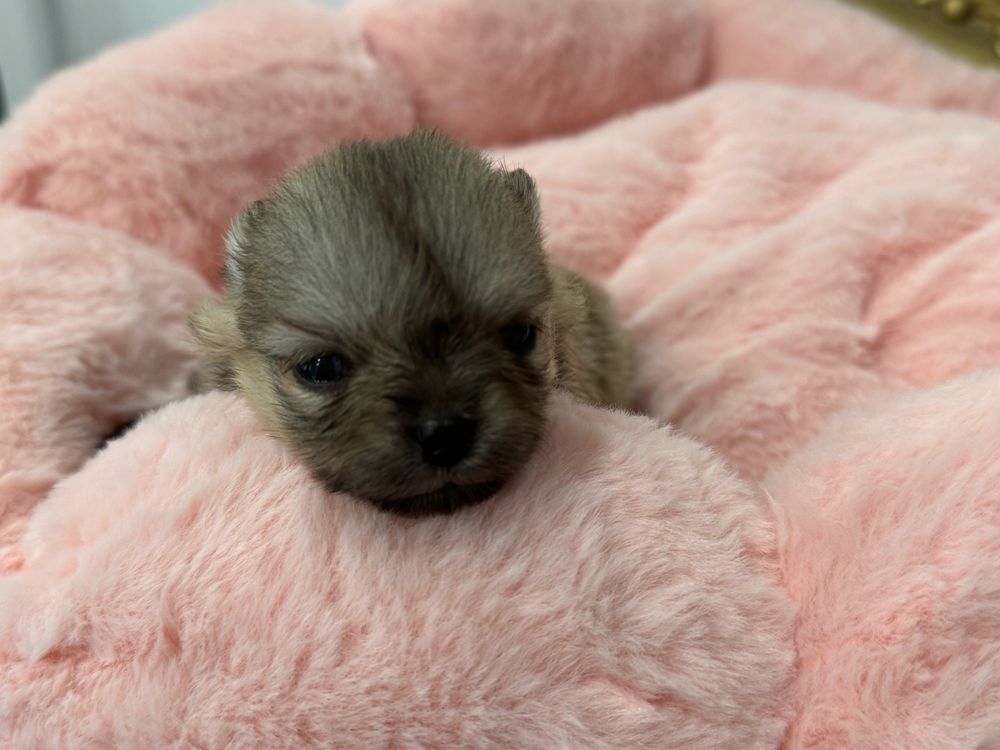 Szpic miniaturowy, pomeranian mini mini OFELIA