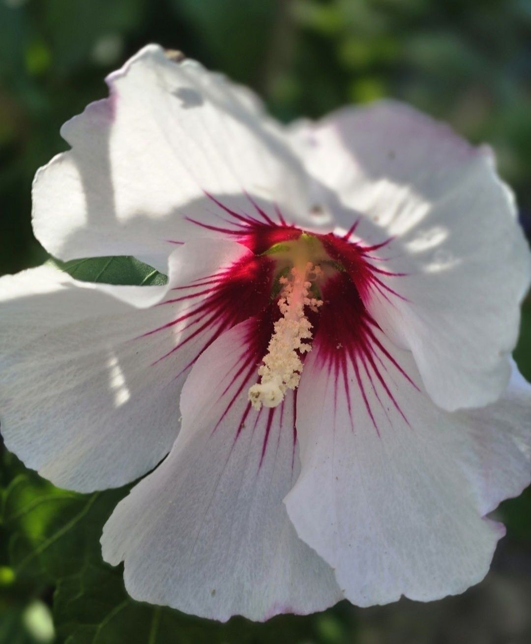 Hibiskus ogrodowy w doniczkach