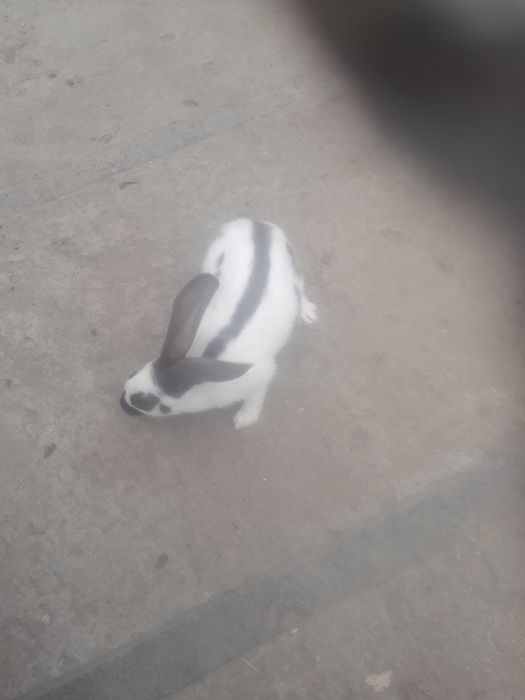 Sprzedam samice Srokacz Niemiecki