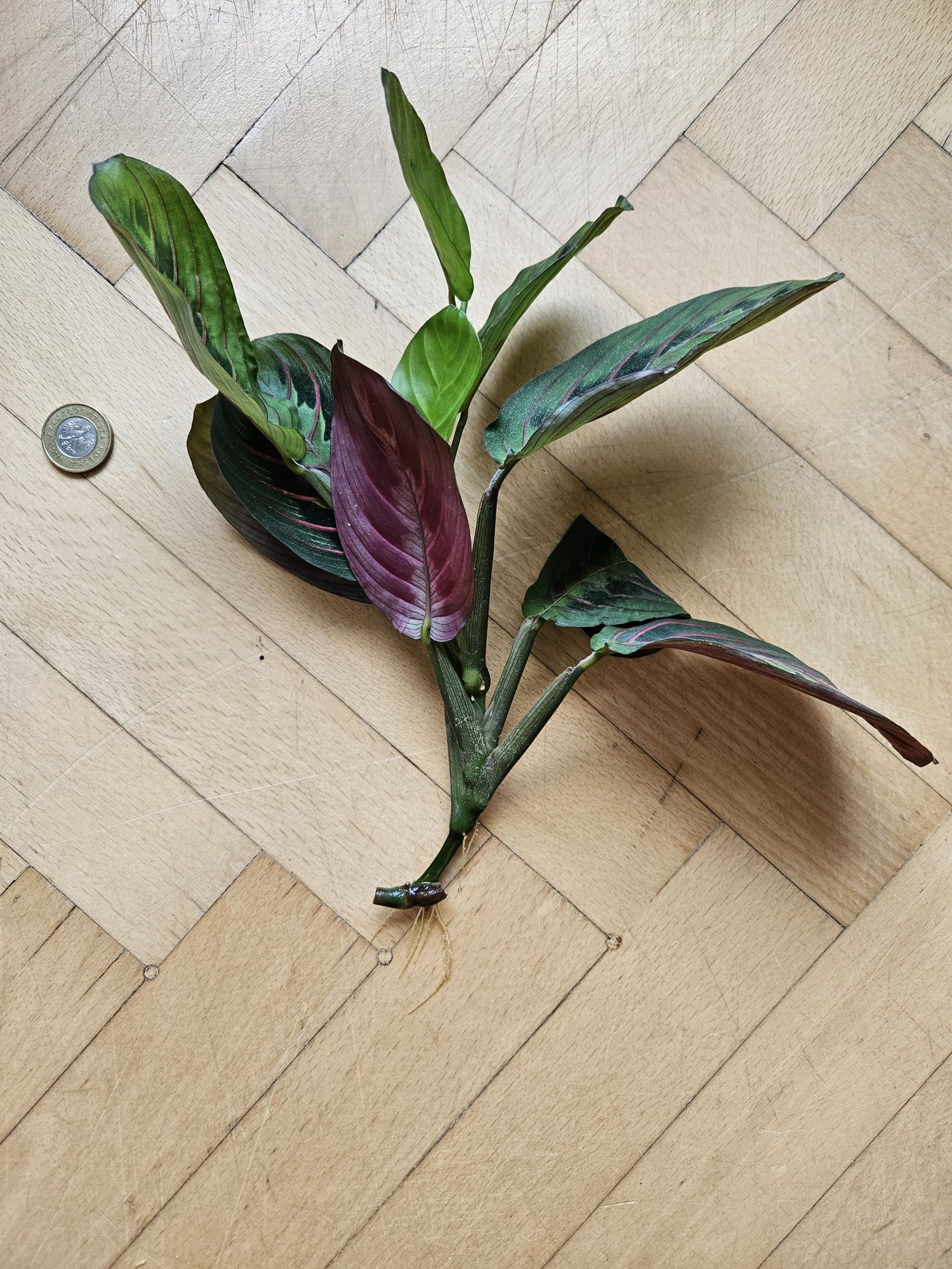 Maranta leuconera Fascinator Tricolor