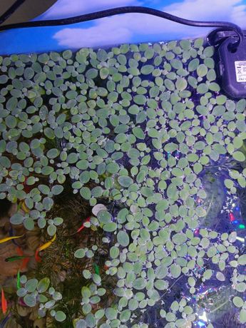 Капуста , водоросли для аквариума