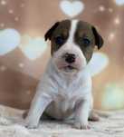 Jack Russell Terrier gładkowłosy CAŁUS
