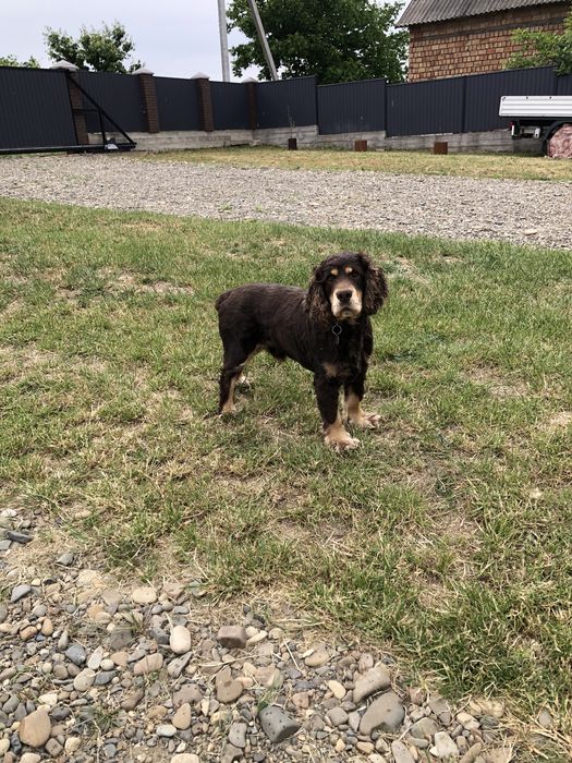 Англійський кокер-спанієль