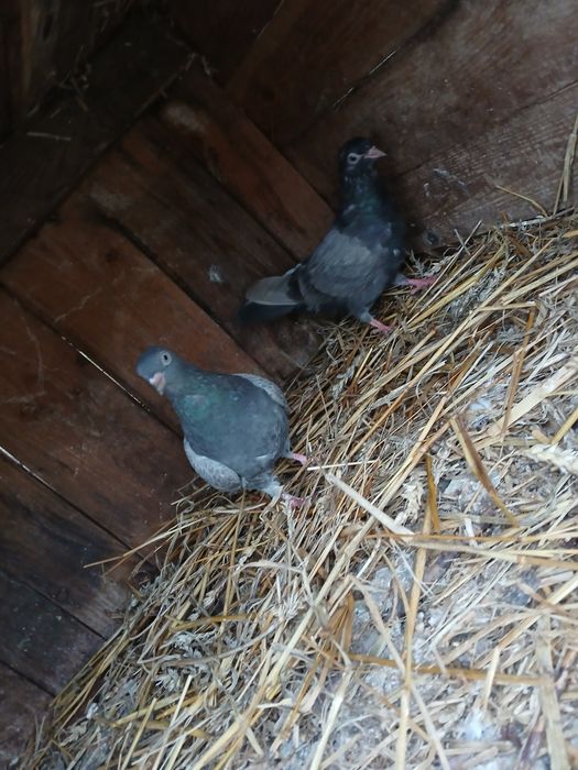 Gołębie Roztoczańskie