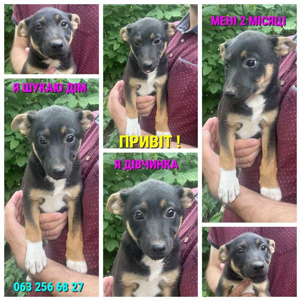 Цуценя шукає сім'ю