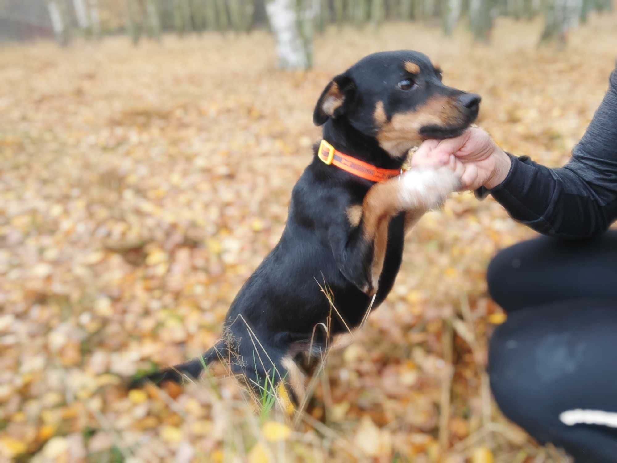 Dropsik, mały kochający piesek szuka domku