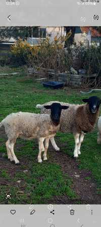 Casal ovelhas dorper