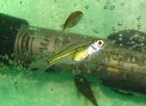 Razbora kubotai Microdevario kubotai zielona