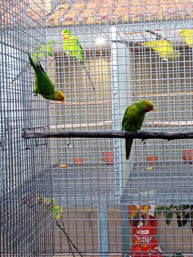 Casais reprodutores de loris euteles