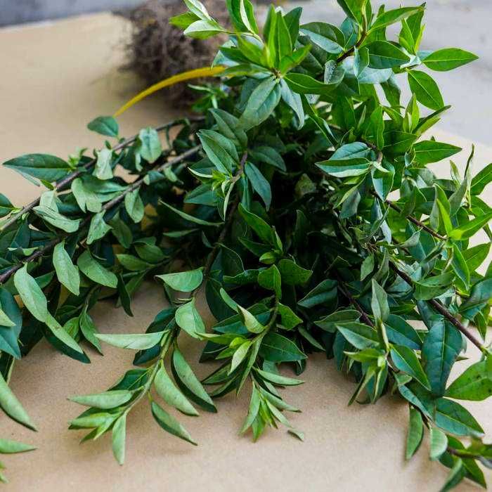 Ligustr Liguster zimozielony Sadzonki Kopane Z Gruntu Duża Ilość