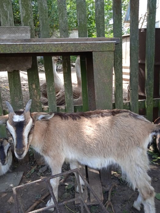 Козенята породисті
