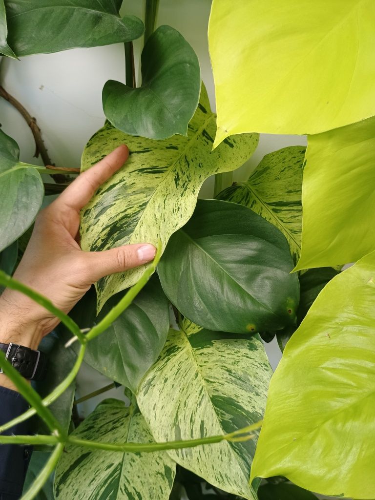 Epipremnum big form variegata monstera gog green on green marble queen