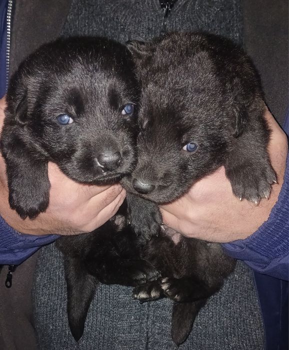 Цуценята чорної німецької вівчарки