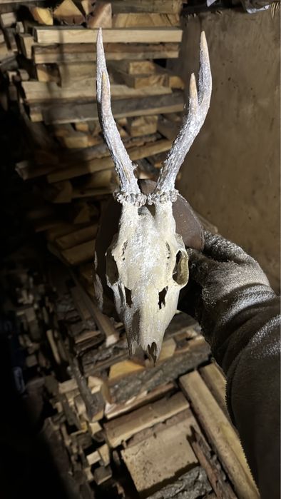 Роги косулі не лаковані з медальйонами