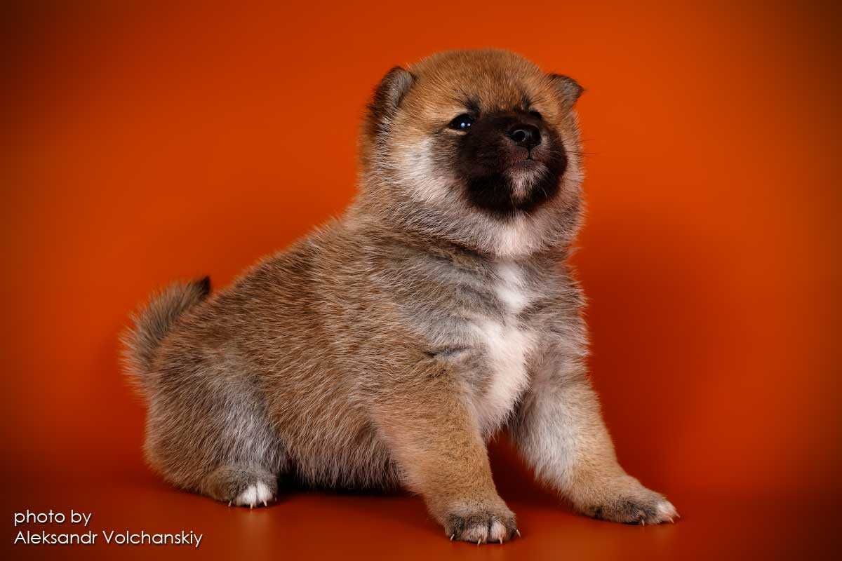 Shiba inu, Шиба іну , Цуценята, Сіба іну , годівля Todaisou